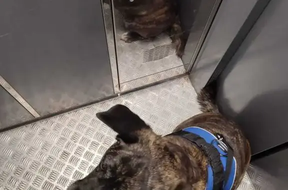 Потерянные животные Москва, фото: Пропала собака на ул. Перерва, Москва