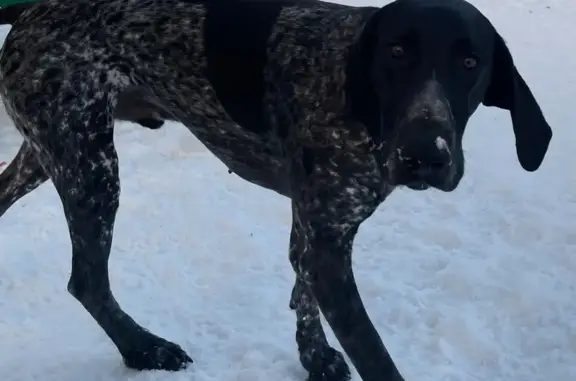 Пропали собаки у аэропорта Мурманск