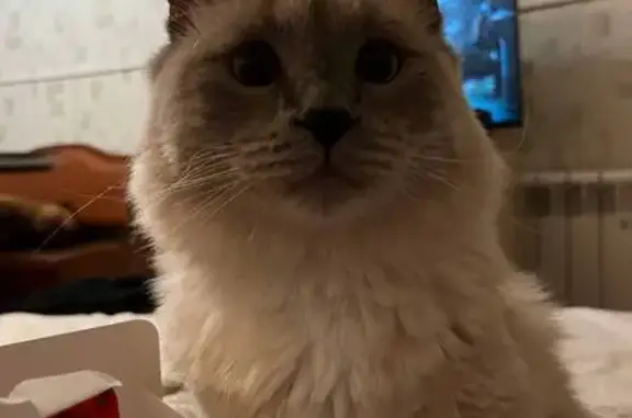 Пропала кошка, Ялтинская 51, Оренбург