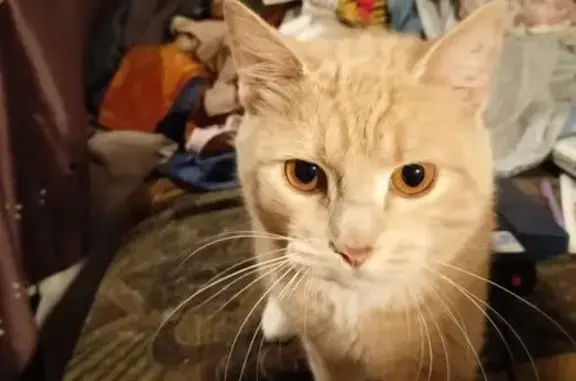 Пропала кошка в Черкизово, МО