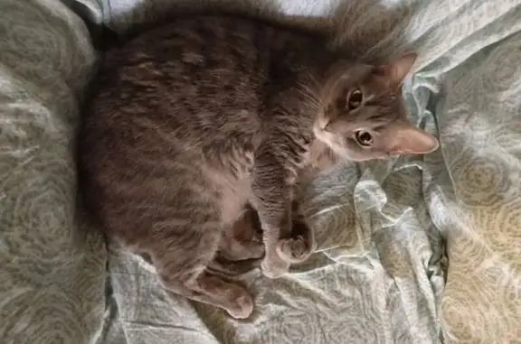 Пропала кошка, Комсомольский бул., 2Б