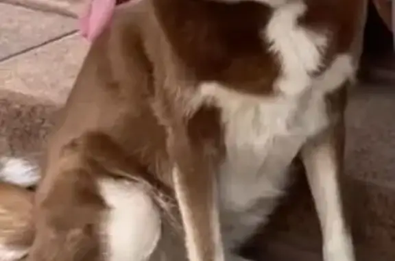 Пропала собака, Мистолово, Центр. ул. 15А