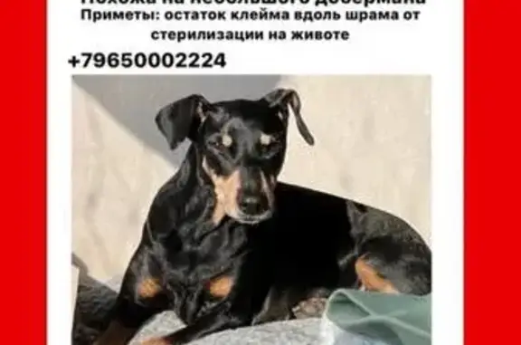 Пропала собака, Дворцовая пл., СПб