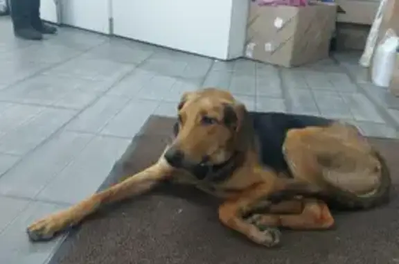 Поиск домашних животных, фото: Щенок руской гончей на Парковой, Балашиха