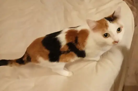 Пропала кошка, Красноармейская 78, Екб