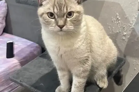 Пропала кошка, проспект Гая, 13, Ульяновск