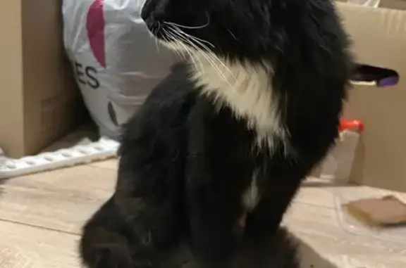 Найдена кошка, Санкт-Петербург, фото: Кошка найдена: пр. Просвещения, 32 к2