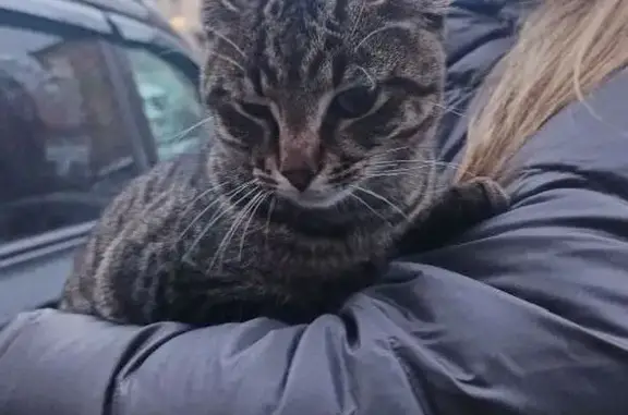 Найдена кошка, Санкт-Петербург, фото: Кошка найдена у Трамвайного пр., 14, СПб