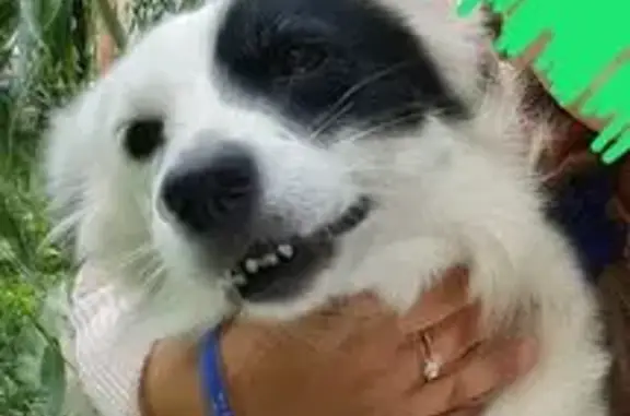 Пропала белая собака, Тула, Пузакова 15