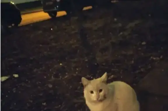 Поиск домашних животных, фото: Найдена белая сиамская кошка, Вешняковская 31