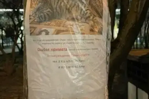 Поиск домашних животных, фото: Кошка найдена, Снайперская 13, Москва