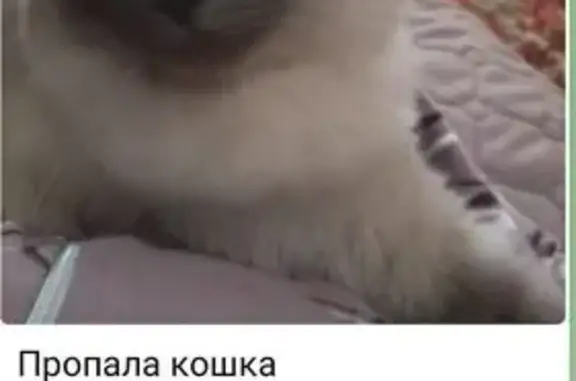 Поиск домашних животных, фото: Пропала кошка, Кусковская ул. 23 к5