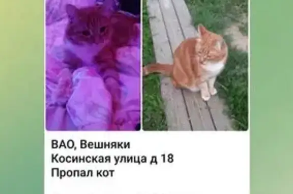 Поиск домашних животных, фото: Пропал рыжий кот, Косинская ул. 18 к3