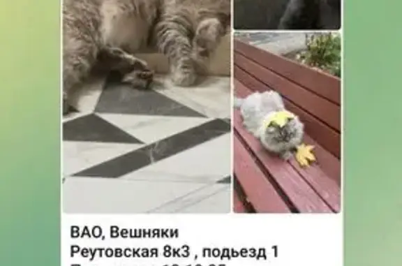 Поиск домашних животных, фото: Пропала кошка, Реутовская 8 к3, Москва