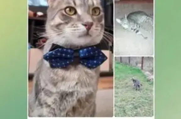 Поиск домашних животных, фото: Пропала кошка, ул. Молдагуловой, 22 к1