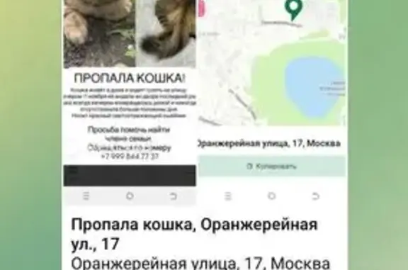 Поиск домашних животных, фото: Пропала кошка, Оранжерейная 17, Москва