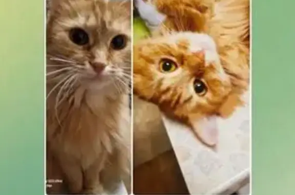 Поиск домашних животных, фото: Пропала кошка, Реутовская ул., 8 к3