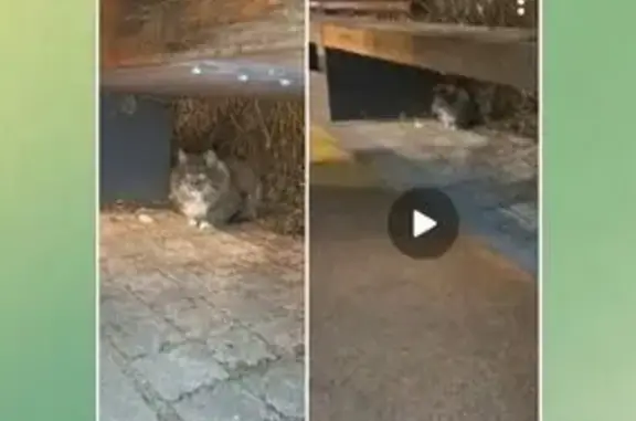 Поиск домашних животных, фото: Кошка найдена: 2-я Владимирская, 41 к1