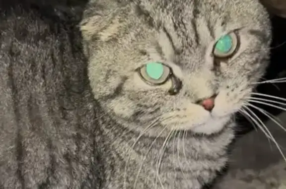 Поиск домашних животных, фото: Найдена кошка, ул. Курыжова, Домодедово