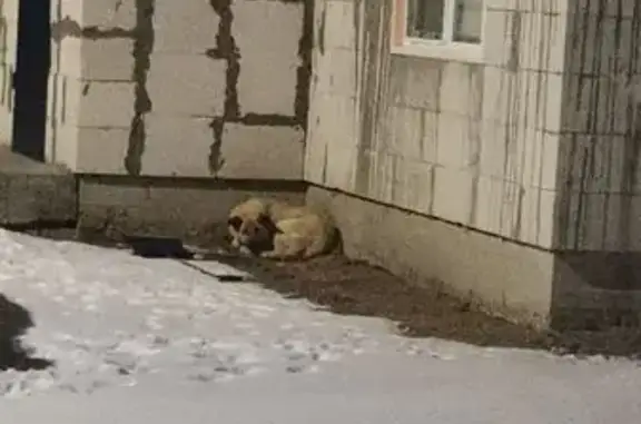 Найдена собака, Краснореченское, фото: Собака найдена: ул. Зелёная Горка, 77
