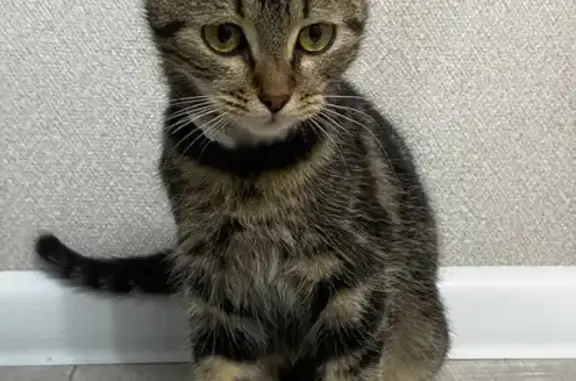 Найдена кошка, Георгиевск, фото: Кошка найдена, Батакская 1, Георгиевск