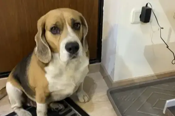 Толстенький бигль нашел в районе Чайковского-Победы, бежал по дороге, людей рядом не был