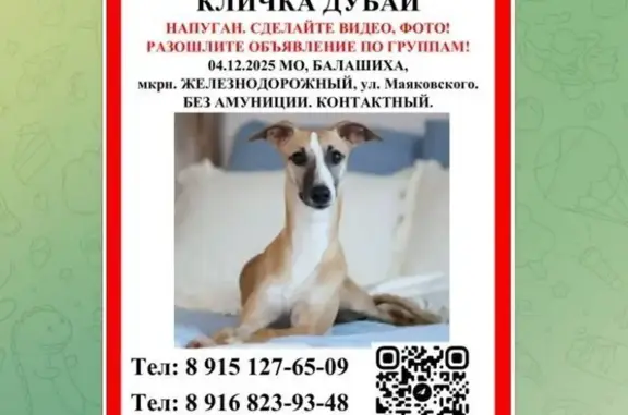 Поиск домашних животных, фото: Пропала собака на ул. Маяковского, Балашиха