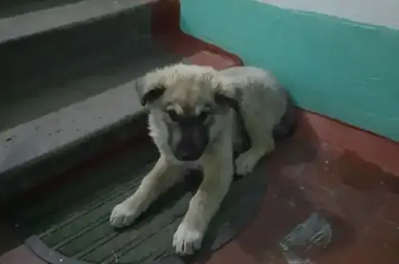 Найдена собака, Чита, фото: Собака найдена: Балябина 30, Чита