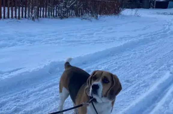 Вечером 4 декабря убежала собака