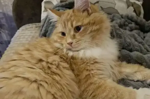 Кошки потеряшки, Костомукша, фото: Потеряшка кошка, 1-й Финский пер., Костомукша