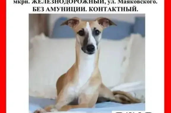 Поиск домашних животных, фото: Пропала собака, Балашиха, Рождественская ул.