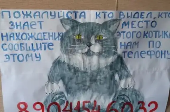 Пропала кошка, Помяловского 10А, Иркутск
