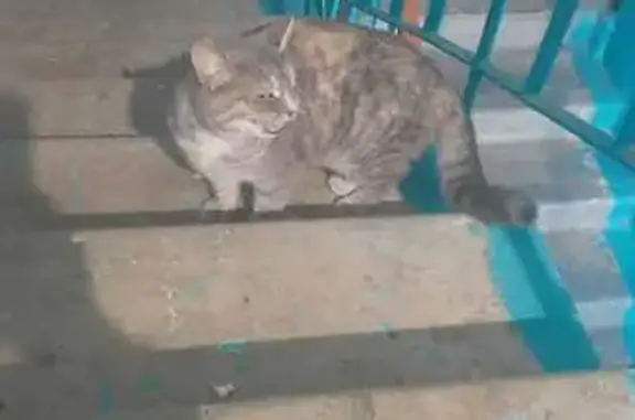 Найдена кошка, Уфа, фото: Кошка найдена: ул. Ю. Гагарина, 31, Уфа