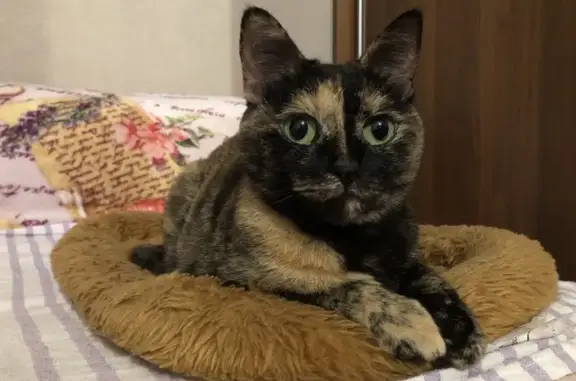 Кошки потеряшки, Челябинск, фото: Потеряшка кошка, Солнечная ул., 22Б, Чел.