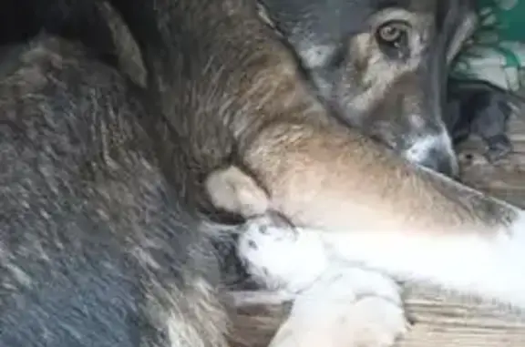 Собаки потеряшки, Чапаевск, фото: Потеряшка собака, ул. Осипенко, 29, Чапаевск