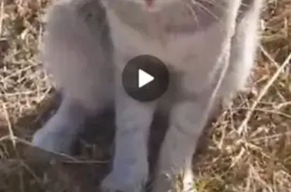 Пропала кошка в Чертовицах, Воронежская обл.