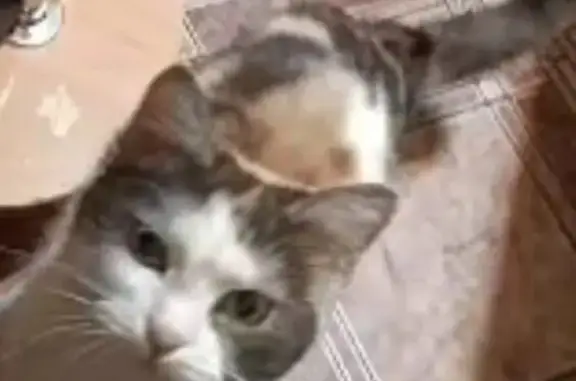 Пропала кошка, Красногвардейская 44, Очёр