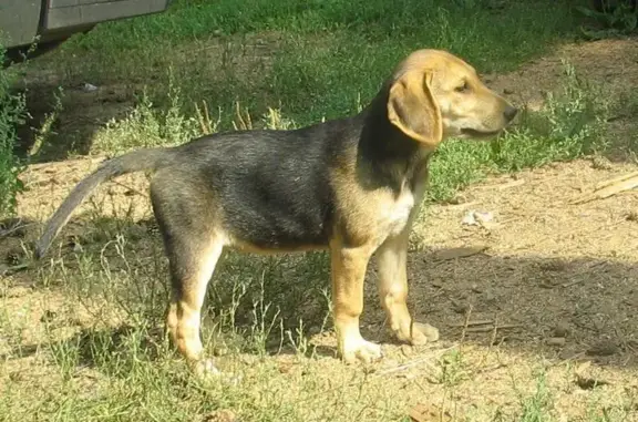 Пропала собака, Совхозный пер., 6, Казань