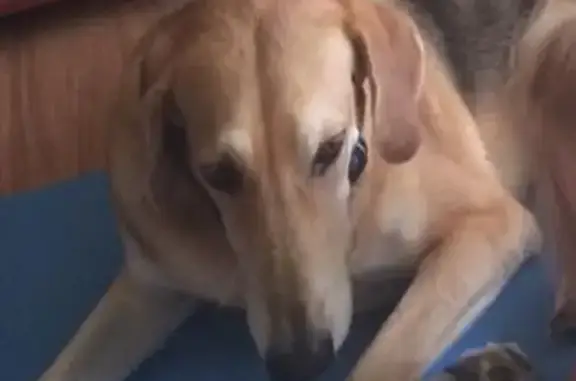 Пропала собака, Калужская область