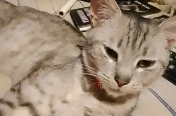 Найдена кошка, , фото: Найдена кошка, ул. 15 лет Октября, Тверь