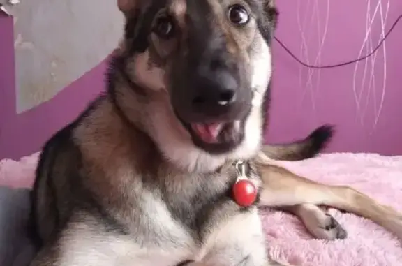 Пропала собака Жуля, Сокоч, Камчатка