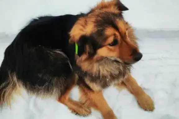 Найдена собака, , фото: Найдена собака на Трактовой 3ж, Усолье-Сибирское