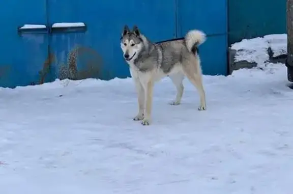 Пропала собака, ул. Ленина 16, Рузаевка