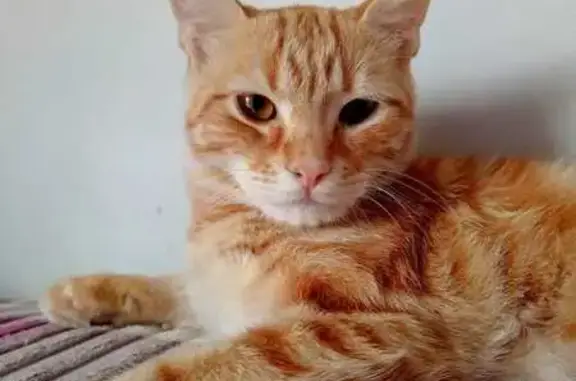 Пропала кошка, ул. Победы, Таганрог