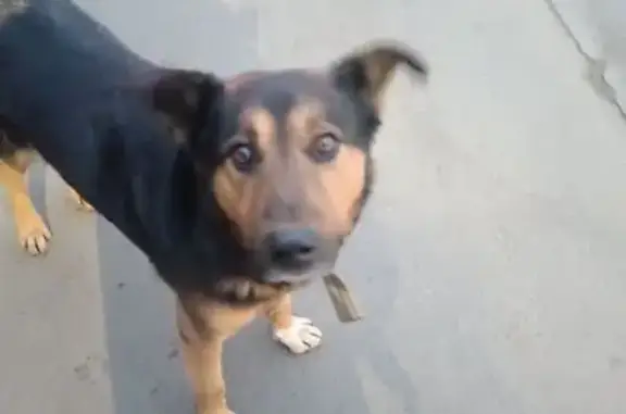 Найдена собака, Москва, фото: Собака найдена у Ватутинок, Троицк