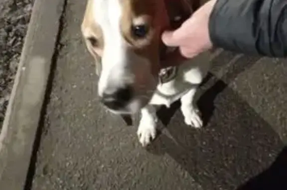 Найдена собака, Никольское, фото: Собака найдена: Зелёная ул., 16, Никольское