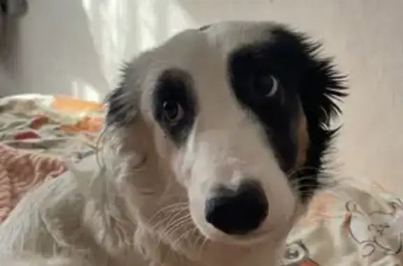 Пропала собака, 1-я Вокзальная, 57, Славгород