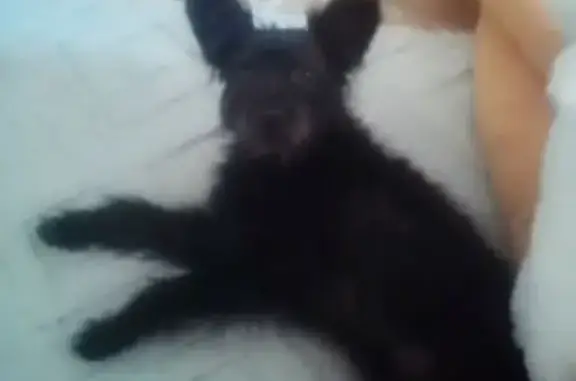 Пропала собака, Коммунистический 66, Г-А.