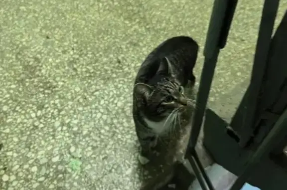 Найдена кошка, Москва, фото: Кошка найдена, Керамический проезд, Москва