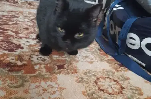 Найдена кошка, Кемерово, фото: Кошка найдена на ул. Циолковского, 49